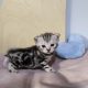 Brit rövidszőrű tabby kandúrka