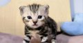 Brit rövidszőrű tabby kandúrka