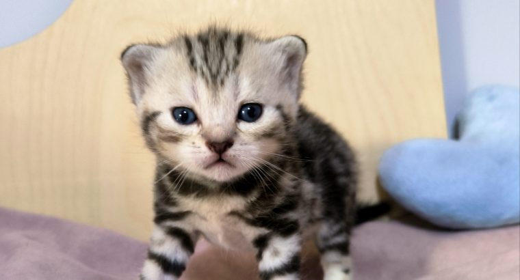 Brit rövidszőrű tabby kandúrka