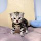 Brit rövidszőrű tabby kandúrka