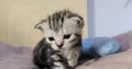 Brit rövidszőrű tabby kandúrka