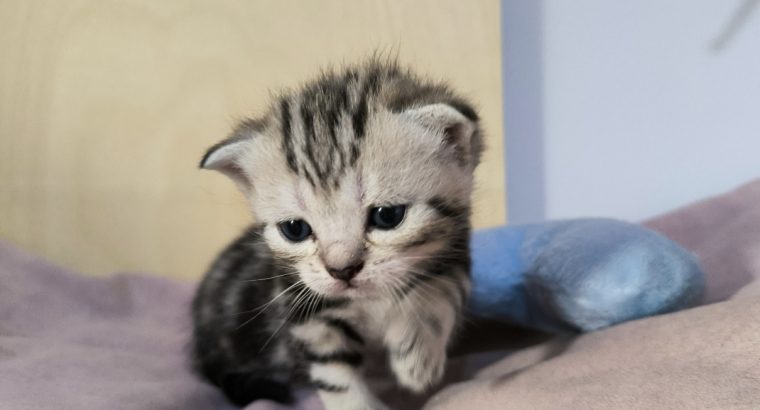Brit rövidszőrű tabby kandúrka