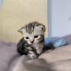 Brit rövidszőrű tabby kandúrka