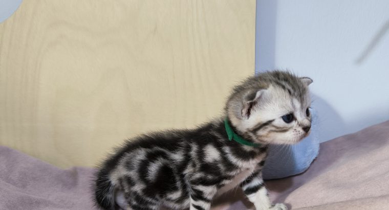Brit rövidszőrű tabby kandúrka
