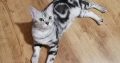 Brit rövidszőrű tabby nőstény Boni