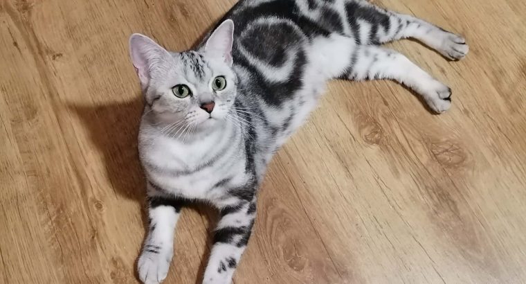 Brit rövidszőrű tabby nőstény Boni