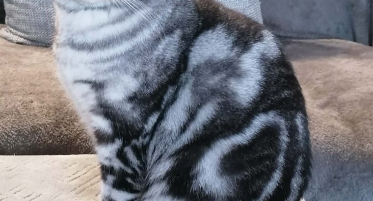 Brit rövidszőrű tabby nőstény Boni