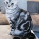 Brit rövidszőrű tabby nőstény Boni