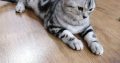 Brit rövidszőrű tabby nőstény Boni