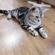 Brit rövidszőrű tabby nőstény Boni