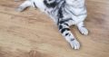 Brit rövidszőrű tabby nőstény Boni