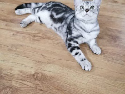 Brit rövidszőrű tabby nőstény Boni