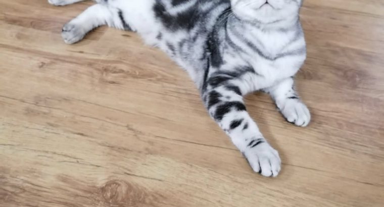 Brit rövidszőrű tabby nőstény Boni