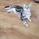 Brit rövidszőrű tabby nőstény Boni
