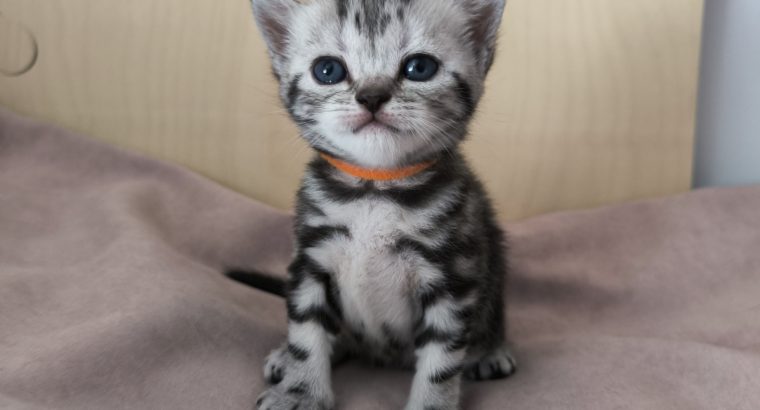 Brit rövidszőrű tabby kislány