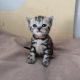 Brit rövidszőrű tabby kislány
