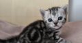 Brit rövidszőrű tabby kislány