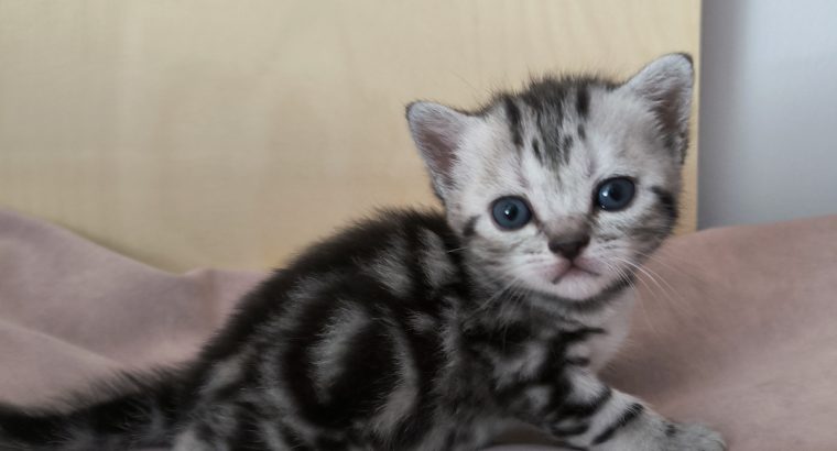 Brit rövidszőrű tabby kislány