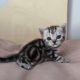 Brit rövidszőrű tabby kislány