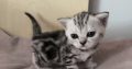 Brit rövidszőrű tabby kislány