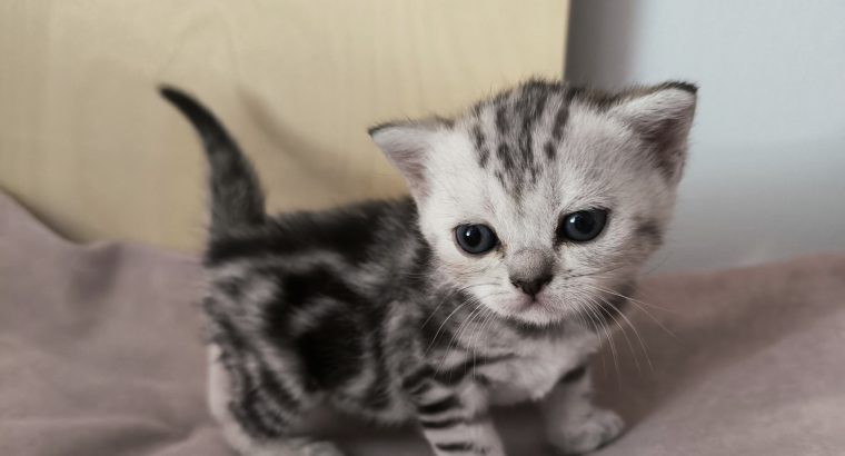 Brit rövidszőrű tabby kislány