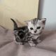 Brit rövidszőrű tabby kislány