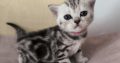 Brit rövidszőrű tabby kislány