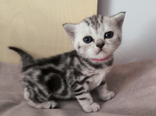 Brit rövidszőrű tabby kislány