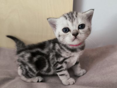 Brit rövidszőrű tabby kislány