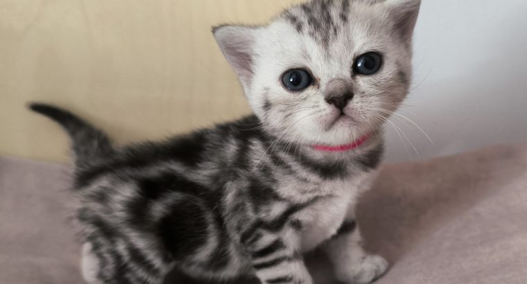 Brit rövidszőrű tabby kislány