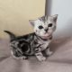 Brit rövidszőrű tabby kislány