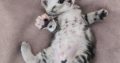 Brit rövidszőrű tabby kislány