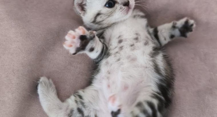 Brit rövidszőrű tabby kislány