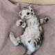 Brit rövidszőrű tabby kislány
