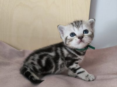 Brit rövidszőrű tabby kandúrka