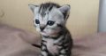 Brit rövidszőrű tabby kislány