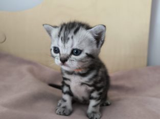 Brit rövidszőrű tabby kislány