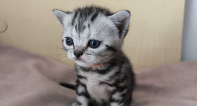 Brit rövidszőrű tabby kislány