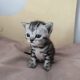 Brit rövidszőrű tabby kislány
