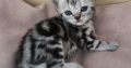 Brit rövidszőrű tabby kislány