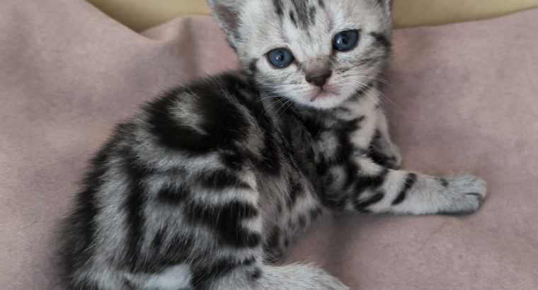 Brit rövidszőrű tabby kislány