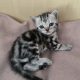 Brit rövidszőrű tabby kislány
