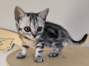 Brit rövidszőrű tabby kislány