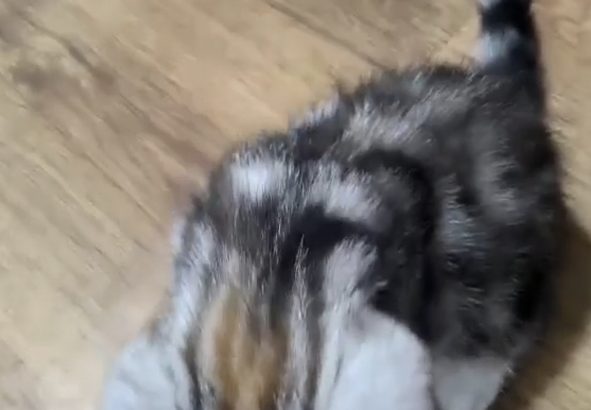 Brit rövidszőrű tabby kislány