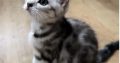 Brit rövidszőrű tabby kislány
