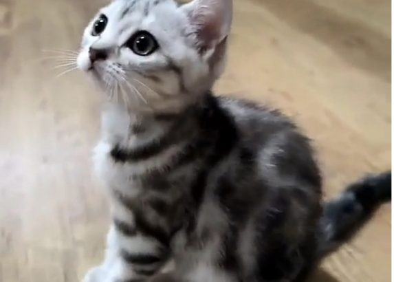 Brit rövidszőrű tabby kislány