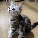 Brit rövidszőrű tabby kislány
