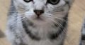 Brit rövidszőrű tabby kislány