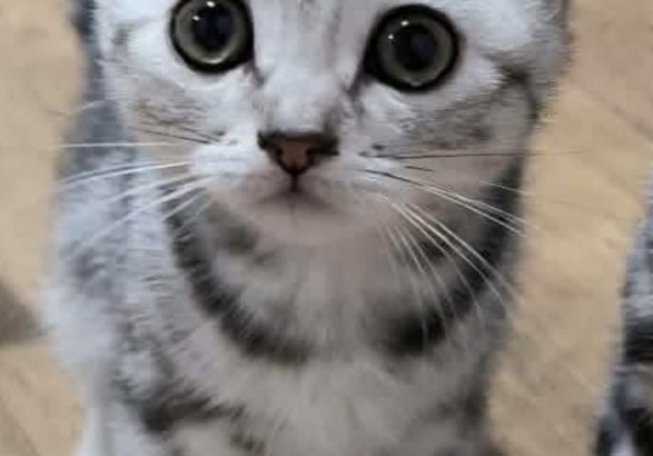 Brit rövidszőrű tabby kislány