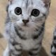 Brit rövidszőrű tabby kislány